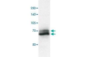 Identification of RAD18 protein in crude extract of A-549 cells by western blotting with RAD18 polyclonal antibody . (RAD18 抗体  (C-Term))