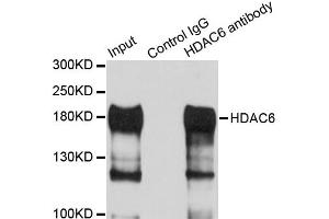 Immunoprecipitation analysis of 100ug extracts of HepG2 cells using 3ug HDAC6 antibody. (HDAC6 抗体)