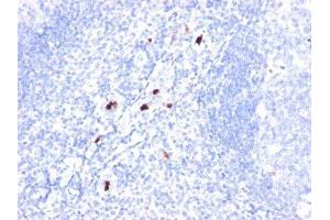 Image no. 1 for anti-Granulocyte Marker antibody (ABIN6163560) (Granulocyte Marker 抗体)