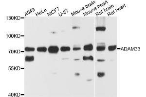 Western blot analysis of extracts of various cell lines, using ADAM33 antibody (ABIN5974541) at 1/1000 dilution. (ADAM33 抗体)