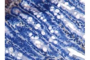 Detection of APOA4 in Rat Small intestine Tissue using Polyclonal Antibody to Apolipoprotein A4 (APOA4) (APOA4 抗体  (AA 21-391))