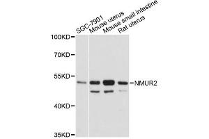 Western blot analysis of extracts of various cell lines, using NMUR2 antibody (ABIN6290677) at 1:3000 dilution.