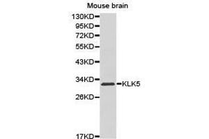 Western Blotting (WB) image for anti-Kallikrein 5 (KLK5) antibody (ABIN1873447) (Kallikrein 5 抗体)