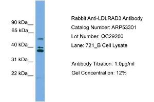 WB Suggested Anti-LDLRAD3  Antibody Titration: 0.