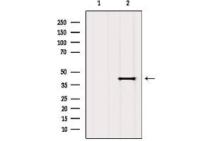 Western blot analysis of extracts from MCF7, using OR2T4 Antibody.