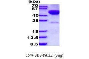 Figure annotation denotes ug of protein loaded and % gel used. (DRAK2 蛋白)
