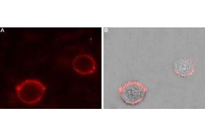 Expression of Two pore calcium channel protein 2 in rat PC12 cells - Cell surface detection of Two pore calcium channel protein 2 in intact living rat pheochromocytoma (PC12) cells. (TPCN2 抗体  (AA 187-199))