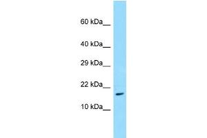 WB Suggested Anti-TRAPPC3 Antibody Titration: 1. (TRAPPC3 抗体  (N-Term))