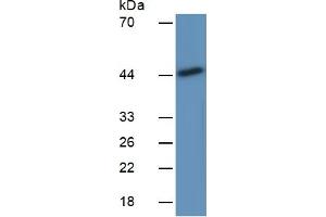Rabbit Capture antibody from the kit in WB with Positive Control:  Rat Placenta lysate.