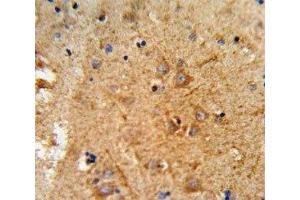 Immunohistochemistry (IHC) image for anti-Proprotein Convertase Subtilisin/kexin Type 2 (PCSK2) (AA 87-116) antibody (ABIN3032332)