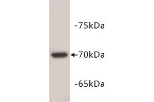 Western Blotting (WB) image for anti-alpha-Fetoprotein (AFP) (C-Term) antibody (ABIN1854824) (alpha Fetoprotein 抗体  (C-Term))