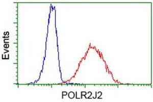 Image no. 1 for anti-Polymerase (RNA) II (DNA Directed) Polypeptide J2 (POLR2J2) antibody (ABIN1500337) (POLR2J2 抗体)