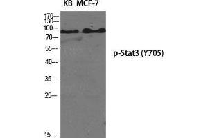 Western Blot (WB) analysis of specific cells using Phospho-Stat3 (Y705) Polyclonal Antibody. (STAT3 抗体  (pTyr705))