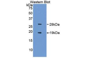 Western Blotting (WB) image for anti-Sirtuin 1 (SIRT1) (AA 244-498) antibody (ABIN3201829) (SIRT1 抗体  (AA 244-498))
