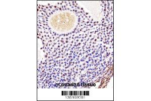 Mouse Wee2 Antibody immunohistochemistry analysis in formalin fixed and paraffin embedded mouse ovarian tissue followed by peroxidase conjugation of the secondary antibody and DAB staining. (WEE2 抗体  (AA 364-393))