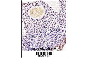 Mouse Wee2 Antibody immunohistochemistry analysis in formalin fixed and paraffin embedded mouse ovarian tissue followed by peroxidase conjugation of the secondary antibody and DAB staining.