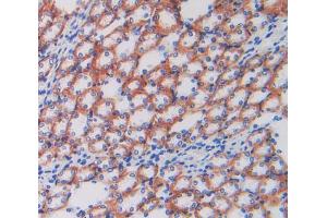 IHC-P analysis of kidney tissue, with DAB staining. (ATP1B1 抗体  (AA 53-304))