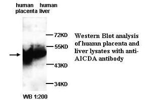 Image no. 1 for anti-Activation-Induced Cytidine Deaminase (AICDA) (N-Term) antibody (ABIN790993) (AICDA 抗体  (N-Term))