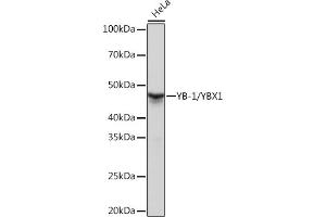 Western blot analysis of extracts of HeLa cells, using YB-1/YBX1 Rabbit mAb (ABIN7271410) at 1:1000 dilution. (YBX1 抗体)