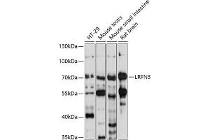 Western blot analysis of extracts of various cell lines, using LRFN3 antibody (ABIN7268215) at 1:1000 dilution. (LRFN3 抗体  (AA 380-530))