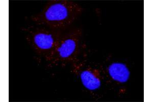 Proximity Ligation Analysis of protein-protein interactions between PTK2 and FLT1.
