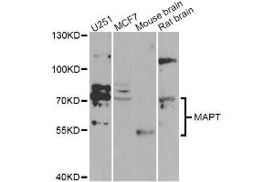 Western blot analysis of extracts of various cell lines, using MAPT Antibody (ABIN5970456) at 1/1000 dilution. (MAPT 抗体)