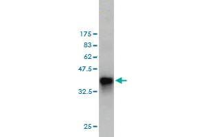 Western Blotting (WB) image for anti-Fibrinogen gamma Chain (FGG) (AA 31-130) antibody (ABIN560879)