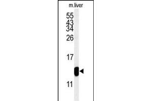 Western blot analysis of TMIE Antibody (Center) (ABIN653717 and ABIN2843028) in mouse liver tissue lysates (35 μg/lane). (TMIE 抗体  (AA 71-100))
