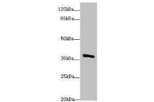 Western Blotting (WB) image for anti-POU Domain, Class 4, Transcription Factor 3 (POU4F3) (AA 1-180) antibody (ABIN6098221)