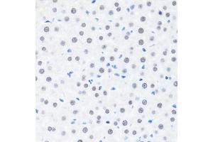 Immunohistochemistry of paraffin-embedded rat liver using BRMS1 antibody (ABIN7265929) at dilution of 1:100 (40x lens). (BRMS1 抗体  (AA 90-210))