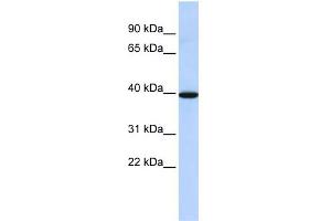 WB Suggested Anti-NMBR Antibody Titration: 0. (NMBR 抗体  (N-Term))