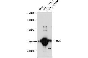 Western blot analysis of extracts of various cell lines, using FN3K antibody (ABIN6127909, ABIN6140728, ABIN6140729 and ABIN6217827) at 1:3000 dilution. (FN3K 抗体  (AA 1-200))