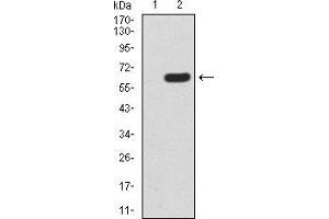 Western blot analysis using HOXA9 mAb against HEK293 (1) and HOXA9 (AA: 1-272)-hIgGFc transfected HEK293 (2) cell lysate.