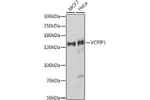 Western blot analysis of extracts of various cell lines, using VCPIP1 antibody (ABIN7271285) at 1:1000 dilution. (Vcpip1 抗体  (AA 923-1222))