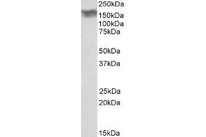 ABIN768541 (0. (CD56 抗体  (Internal Region))