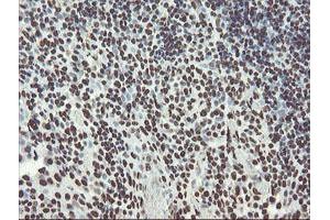 Image no. 6 for anti-Non-POU Domain Containing, Octamer-Binding (NONO) (AA 184-385) antibody (ABIN1491073)