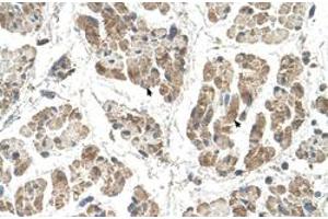 Immunohistochemical staining (Formalin-fixed paraffin-embedded sections) of human muscle with SSR2 polyclonal antibody  at 4-8 ug/mL working concentration. (SSR2 抗体  (N-Term))
