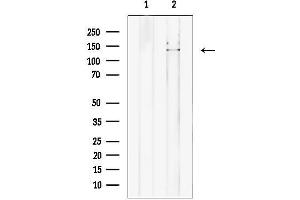 Western blot analysis of lysates from mouse testis tissue, using NASP Antibody. (NASP 抗体  (C-Term))