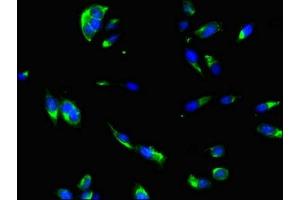 Immunofluorescent analysis of Hela cells using ABIN7166807 at dilution of 1:100 and Alexa Fluor 488-congugated AffiniPure Goat Anti-Rabbit IgG(H+L)