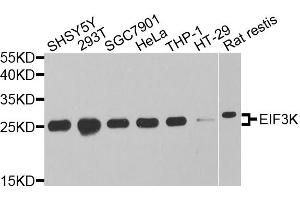 Western blot analysis of extracts of various cell lines, using EIF3K antibody. (EIF3K 抗体)