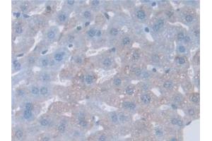 Detection of GAMT in Mouse Liver Tissue using Polyclonal Antibody to Guanidinoacetate-N-Methyltransferase (GAMT) (GAMT 抗体  (AA 2-236))