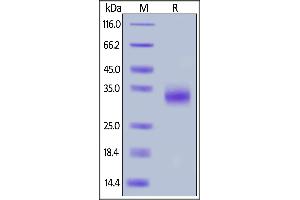 Biotinylated Cynomolgus CD32b, His,Avitag (SPR & BLI verified) on  under reducing (R) condition.