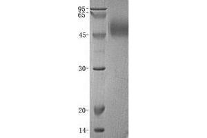 Validation with Western Blot (PVRL1 Protein (Transcript Variant 1))