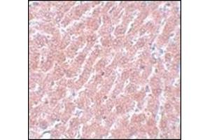 Immunohistochemistry of POU5F1 in rat liver tissue with this product at 5 µg/ml. (OCT4 抗体  (C-Term))