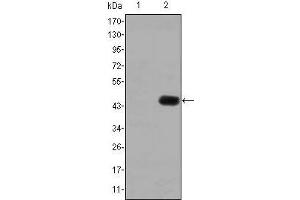 Western blot analysis using CEA mAb against HEK293 (1) and CEA(AA: 460-600)-hIgGFc transfected HEK293 (2) cell lysate.