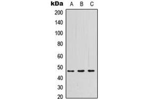Western blot analysis of PSG3 expression in HEK293T (A), Raw264. (PSG3 抗体  (Center))