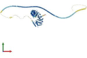 Protein Structure (PS) image for KIAA1524 (KIAA1524) (AA 1-907) protein (His tag) (ABIN7558980)
