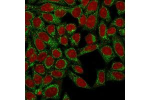 Confocal Immunofluorescence of HeLa cells using Podocalyxin Mouse Monoclonal Antibody (3D3) labeled with CF488 (Green); Reddot is used to label the nuclei.