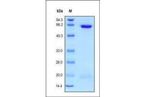 PCSK9 Protein (AA 31-692) (His tag)