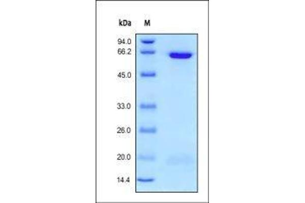PCSK9 Protein (AA 31-692) (His tag)